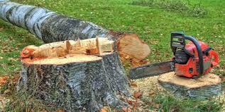 Best Fruit Tree Pruning  in Fort Bragg, CA