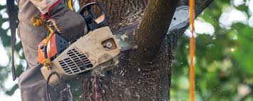 Best Leaf Removal  in Fort Bragg, CA
