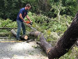 How Our Tree Care Process Works  in  Fort Bragg, CA