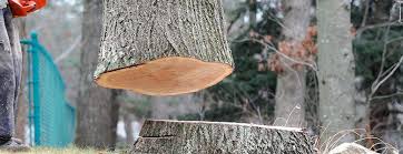Best Arborist Consultation Services  in Fort Bragg, CA