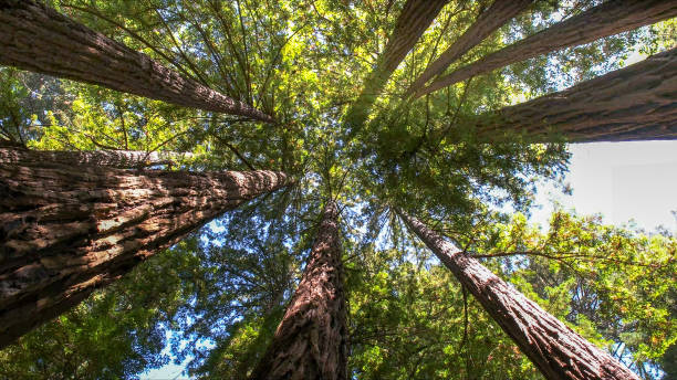 Tree and Shrub Care in Fort Bragg, CA