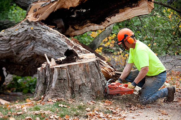 Best Tree Health Inspection  in Fort Bragg, CA