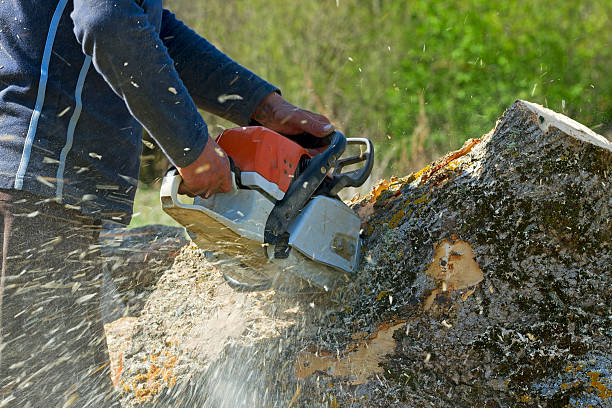 Best Lawn Disease Treatment  in Fort Bragg, CA