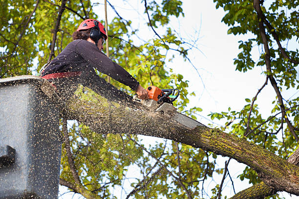 Best Emergency Tree Removal  in Fort Bragg, CA